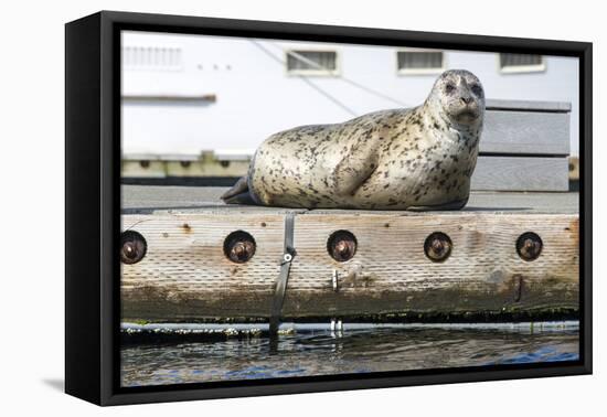 Washington, Poulsbo. Harbor Seal Haul Out on Dock. Acclimated to Boat Traffic-Trish Drury-Framed Premier Image Canvas