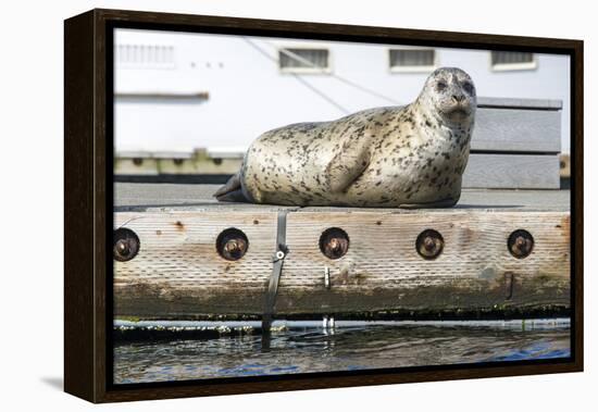 Washington, Poulsbo. Harbor Seal Haul Out on Dock. Acclimated to Boat Traffic-Trish Drury-Framed Premier Image Canvas