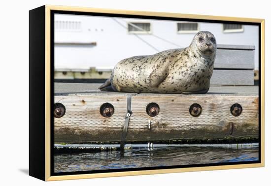 Washington, Poulsbo. Harbor Seal Haul Out on Dock. Acclimated to Boat Traffic-Trish Drury-Framed Premier Image Canvas