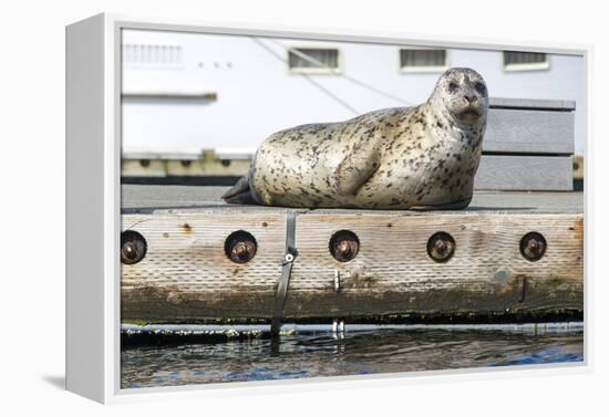 Washington, Poulsbo. Harbor Seal Haul Out on Dock. Acclimated to Boat Traffic-Trish Drury-Framed Premier Image Canvas