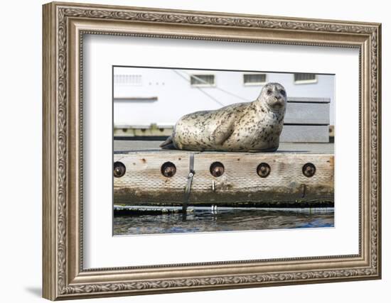 Washington, Poulsbo. Harbor Seal Haul Out on Dock. Acclimated to Boat Traffic-Trish Drury-Framed Photographic Print