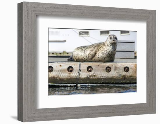 Washington, Poulsbo. Harbor Seal Haul Out on Dock. Acclimated to Boat Traffic-Trish Drury-Framed Photographic Print