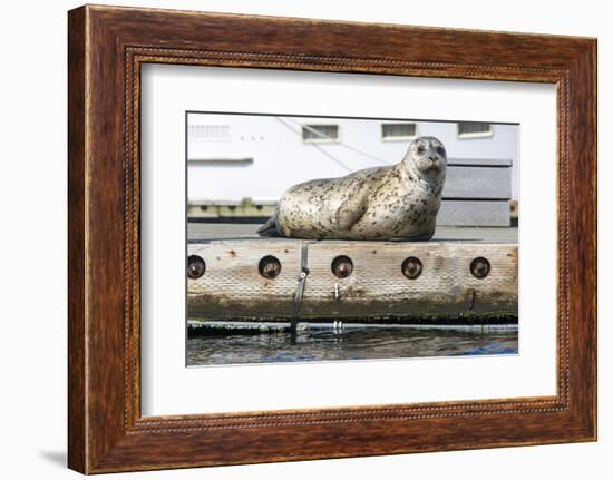 Washington, Poulsbo. Harbor Seal Haul Out on Dock. Acclimated to Boat Traffic-Trish Drury-Framed Photographic Print