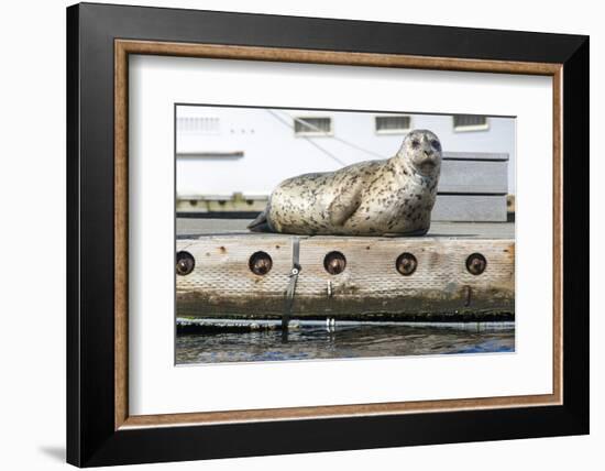 Washington, Poulsbo. Harbor Seal Haul Out on Dock. Acclimated to Boat Traffic-Trish Drury-Framed Photographic Print