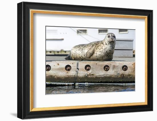 Washington, Poulsbo. Harbor Seal Haul Out on Dock. Acclimated to Boat Traffic-Trish Drury-Framed Photographic Print