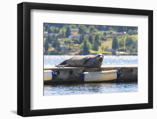 Washington, Poulsbo Harbor Seal Hauled Out Has Whimsical Curled Whiskers-Trish Drury-Framed Photographic Print