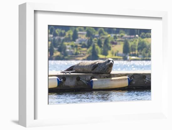 Washington, Poulsbo Harbor Seal Hauled Out Has Whimsical Curled Whiskers-Trish Drury-Framed Photographic Print