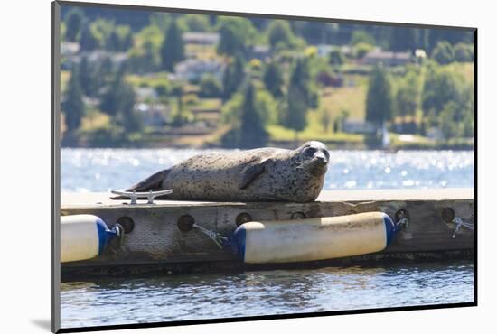 Washington, Poulsbo Harbor Seal Hauled Out Has Whimsical Curled Whiskers-Trish Drury-Mounted Photographic Print