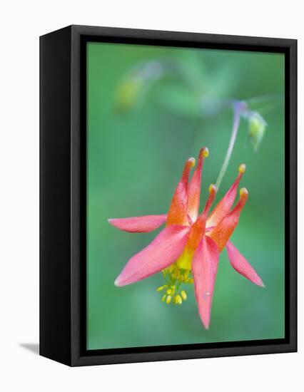 Washington, Red Columbine Wildflower Blooms Against a Plain Green Background-Gary Luhm-Framed Premier Image Canvas