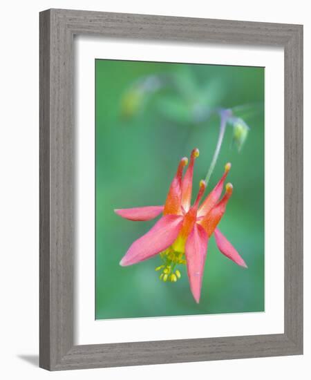 Washington, Red Columbine Wildflower Blooms Against a Plain Green Background-Gary Luhm-Framed Photographic Print