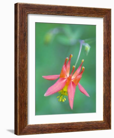 Washington, Red Columbine Wildflower Blooms Against a Plain Green Background-Gary Luhm-Framed Photographic Print