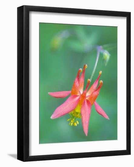 Washington, Red Columbine Wildflower Blooms Against a Plain Green Background-Gary Luhm-Framed Photographic Print