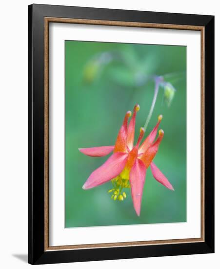 Washington, Red Columbine Wildflower Blooms Against a Plain Green Background-Gary Luhm-Framed Photographic Print