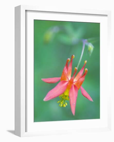 Washington, Red Columbine Wildflower Blooms Against a Plain Green Background-Gary Luhm-Framed Photographic Print