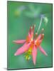 Washington, Red Columbine Wildflower Blooms Against a Plain Green Background-Gary Luhm-Mounted Photographic Print