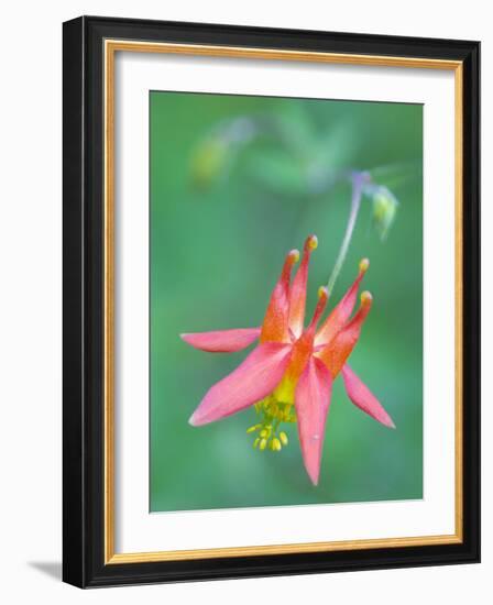 Washington, Red Columbine Wildflower Blooms Against a Plain Green Background-Gary Luhm-Framed Photographic Print