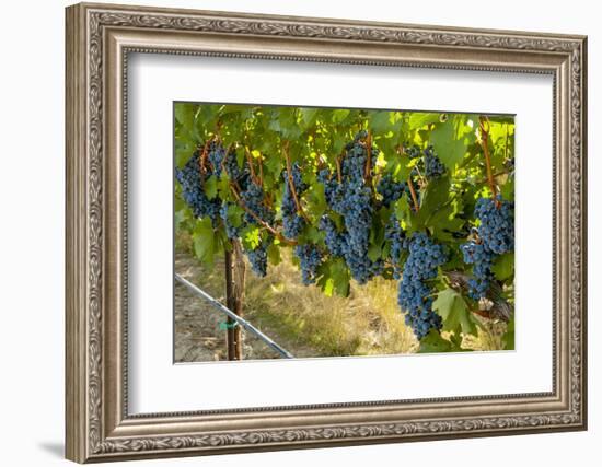 Washington, Red Mountain. Cabernet Sauvignon Grapes Near Harvest at Col Solare on Red Mountain-Richard Duval-Framed Photographic Print