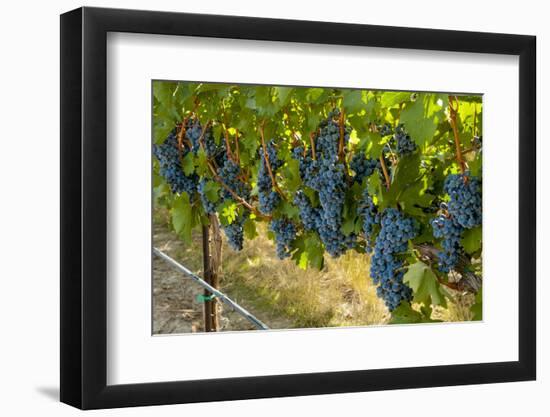 Washington, Red Mountain. Cabernet Sauvignon Grapes Near Harvest at Col Solare on Red Mountain-Richard Duval-Framed Photographic Print