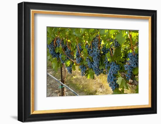 Washington, Red Mountain. Cabernet Sauvignon Grapes Near Harvest at Col Solare on Red Mountain-Richard Duval-Framed Photographic Print