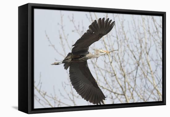 Washington, Redmond, Great Blue Heron, Flying Back to Nest with a Stick-Jamie And Judy Wild-Framed Premier Image Canvas