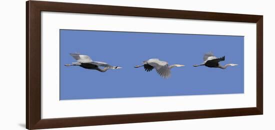 Washington, Redmond, Great Blue Heron-Jamie And Judy Wild-Framed Photographic Print