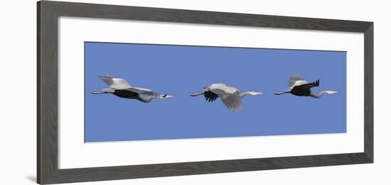 Washington, Redmond, Great Blue Heron-Jamie And Judy Wild-Framed Photographic Print