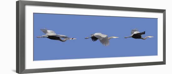 Washington, Redmond, Great Blue Heron-Jamie And Judy Wild-Framed Photographic Print