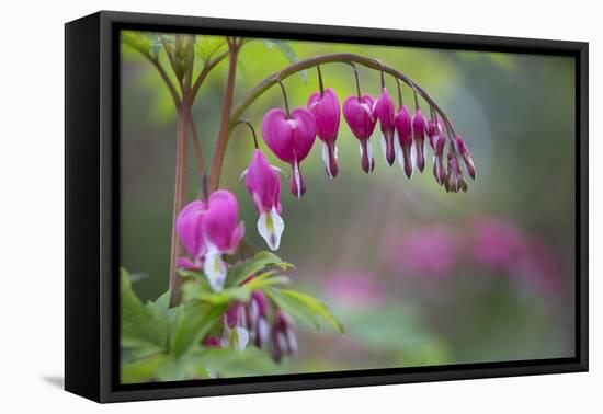 Washington, Row of Bleeding Heart Flowers in a Backyard Garden-Gary Luhm-Framed Premier Image Canvas