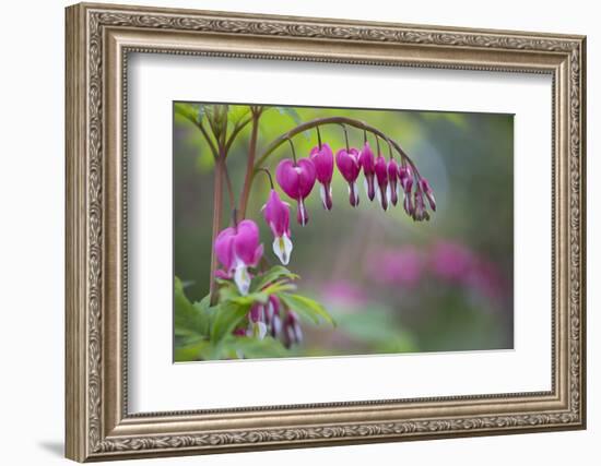 Washington, Row of Bleeding Heart Flowers in a Backyard Garden-Gary Luhm-Framed Photographic Print