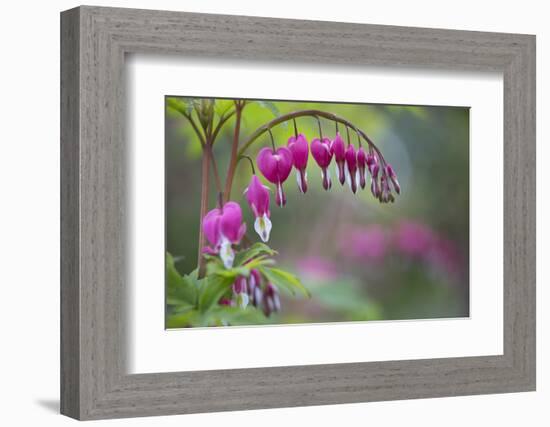 Washington, Row of Bleeding Heart Flowers in a Backyard Garden-Gary Luhm-Framed Photographic Print