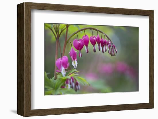 Washington, Row of Bleeding Heart Flowers in a Backyard Garden-Gary Luhm-Framed Photographic Print