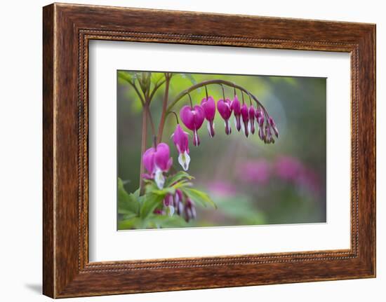 Washington, Row of Bleeding Heart Flowers in a Backyard Garden-Gary Luhm-Framed Photographic Print