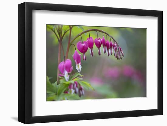 Washington, Row of Bleeding Heart Flowers in a Backyard Garden-Gary Luhm-Framed Photographic Print