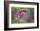 Washington, Row of Bleeding Heart Flowers in a Backyard Garden-Gary Luhm-Framed Photographic Print