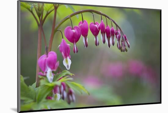 Washington, Row of Bleeding Heart Flowers in a Backyard Garden-Gary Luhm-Mounted Photographic Print