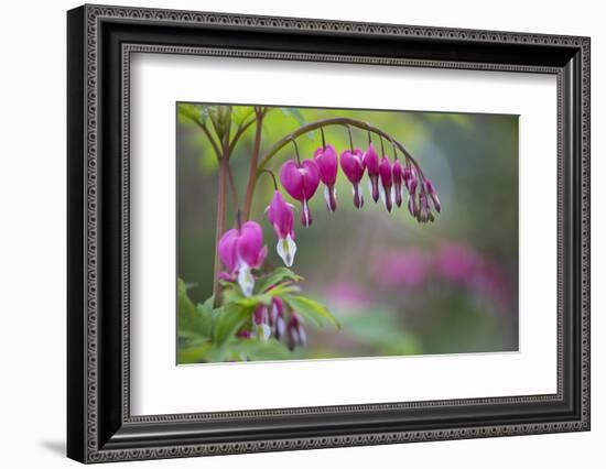 Washington, Row of Bleeding Heart Flowers in a Backyard Garden-Gary Luhm-Framed Photographic Print