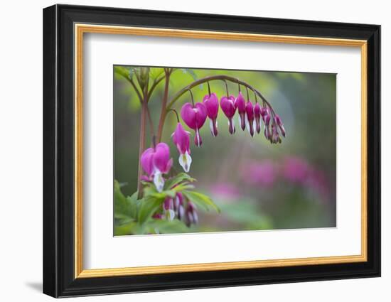 Washington, Row of Bleeding Heart Flowers in a Backyard Garden-Gary Luhm-Framed Photographic Print