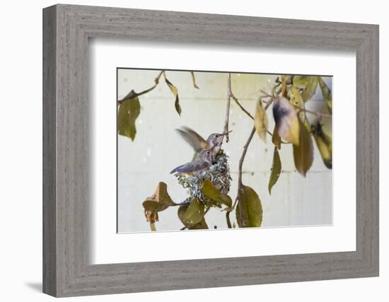 Washington, Rufous Hummingbird Chicks in Nest Practice Flapping in Preparation of Fledging-Trish Drury-Framed Photographic Print