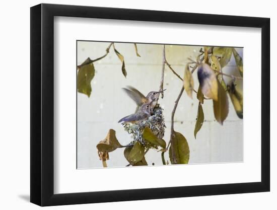 Washington, Rufous Hummingbird Chicks in Nest Practice Flapping in Preparation of Fledging-Trish Drury-Framed Photographic Print