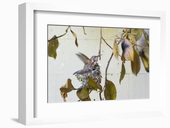 Washington, Rufous Hummingbird Chicks in Nest Practice Flapping in Preparation of Fledging-Trish Drury-Framed Photographic Print