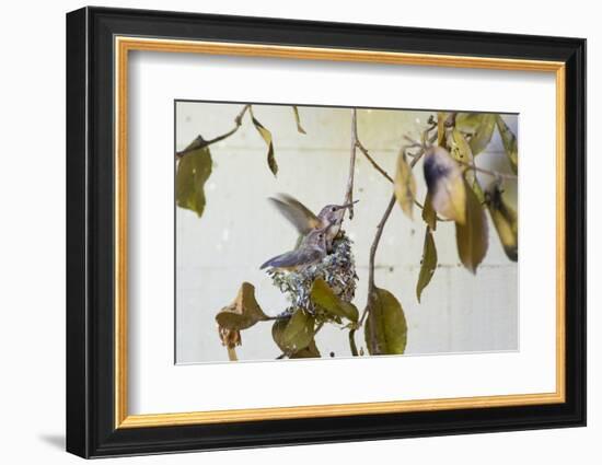 Washington, Rufous Hummingbird Chicks in Nest Practice Flapping in Preparation of Fledging-Trish Drury-Framed Photographic Print