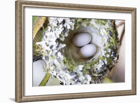 Washington, Rufous Hummingbird Nest with Eggs-Trish Drury-Framed Photographic Print