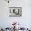 Washington, Rufous Hummingbird Nest with Eggs-Trish Drury-Framed Photographic Print displayed on a wall