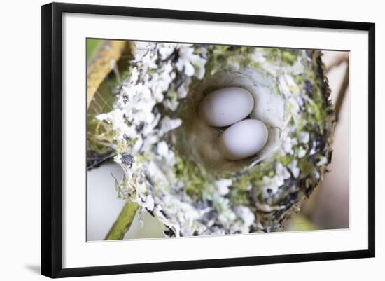 Washington, Rufous Hummingbird Nest with Eggs-Trish Drury-Framed Photographic Print