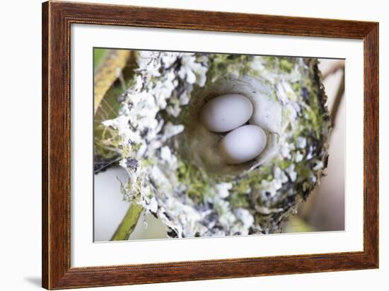 Washington, Rufous Hummingbird Nest with Eggs-Trish Drury-Framed Photographic Print