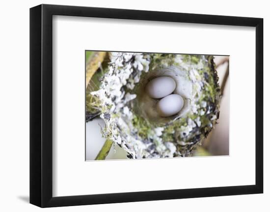 Washington, Rufous Hummingbird Nest with Eggs-Trish Drury-Framed Photographic Print