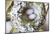 Washington, Rufous Hummingbird Nest with Eggs-Trish Drury-Mounted Photographic Print