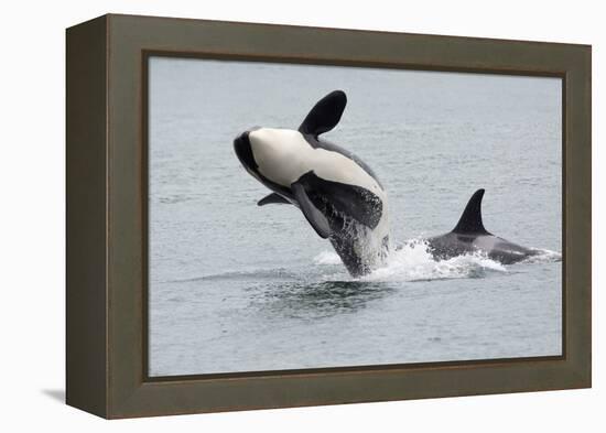 Washington, San Juan Islands. Killer Whales or Orcas, Orcinus Orca-Charles Sleicher-Framed Premier Image Canvas