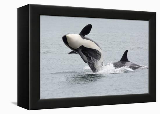 Washington, San Juan Islands. Killer Whales or Orcas, Orcinus Orca-Charles Sleicher-Framed Premier Image Canvas
