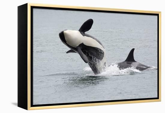 Washington, San Juan Islands. Killer Whales or Orcas, Orcinus Orca-Charles Sleicher-Framed Premier Image Canvas